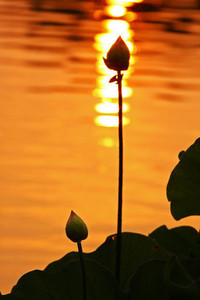 国际米兰豪取连胜，冲刺榜首