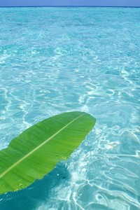 阿拉维斯逆转巴伦西亚，成功保持不败