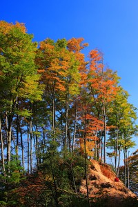 热闹场面！亚洲豪强热血搏击